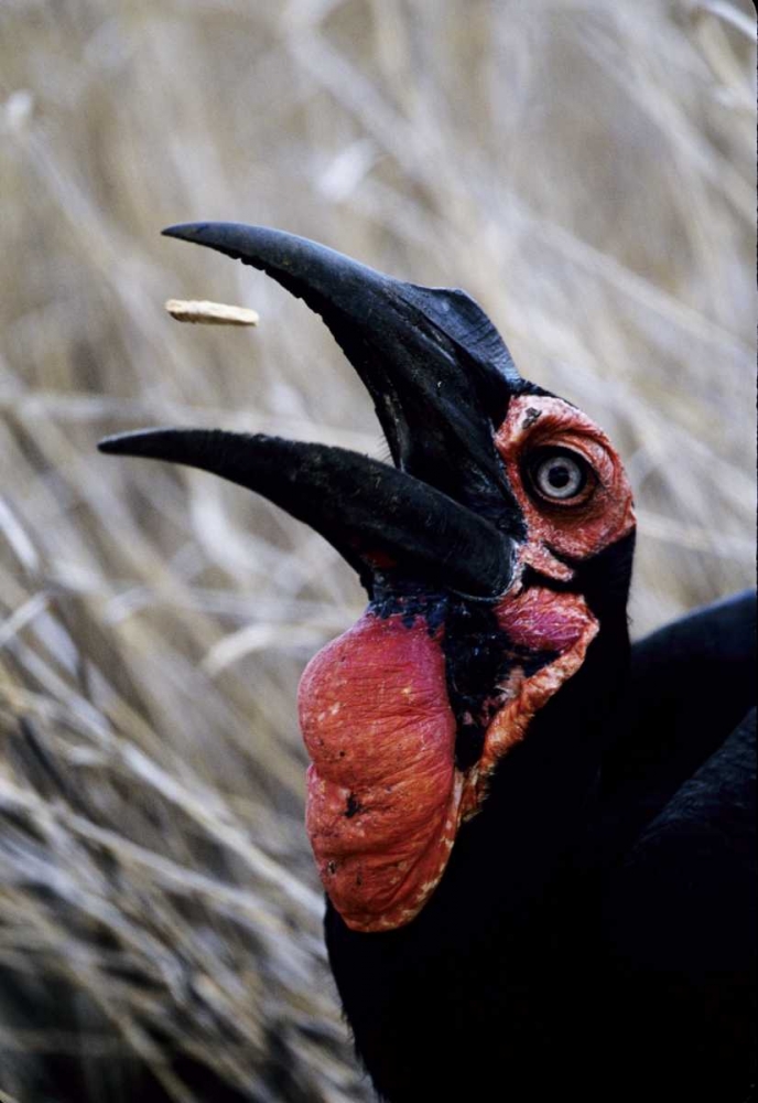 Kenya Ground hornbill eats a morsel